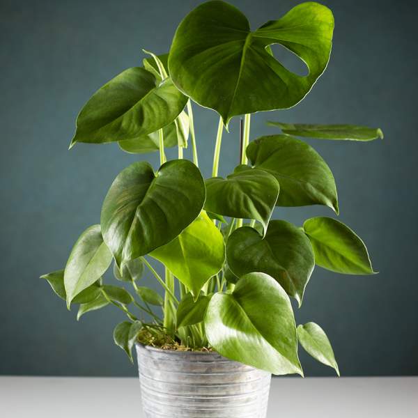 Potted green monstera plant in a silver metal container