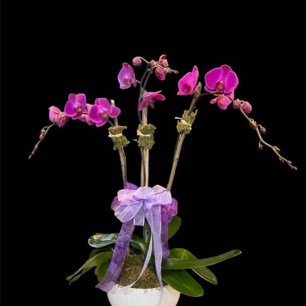 Purple orchids arranged in a white pot with a lavender ribbon