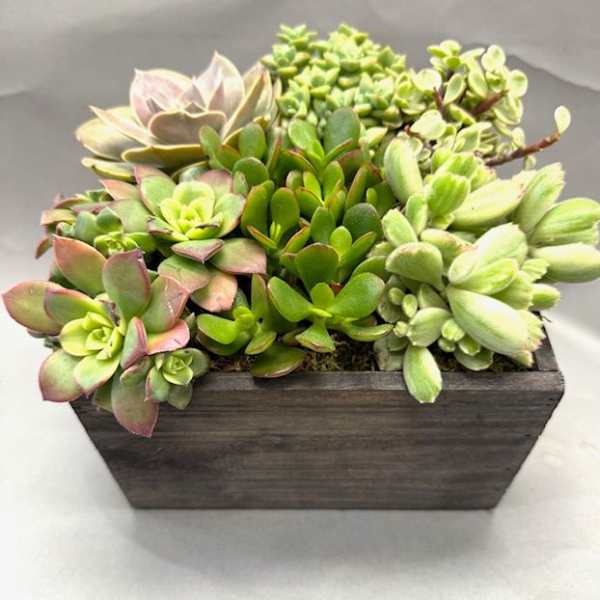 Succulent arrangement in a rectangular wooden planter