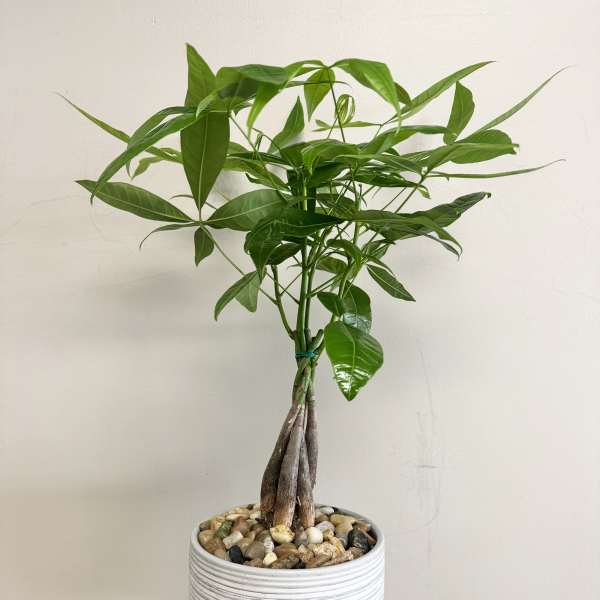 Money Tree in 8" Ceramic Planter