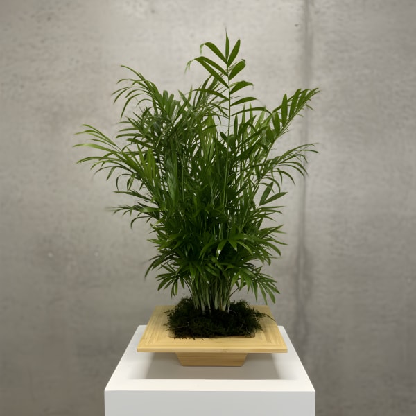 The Palm Parlour