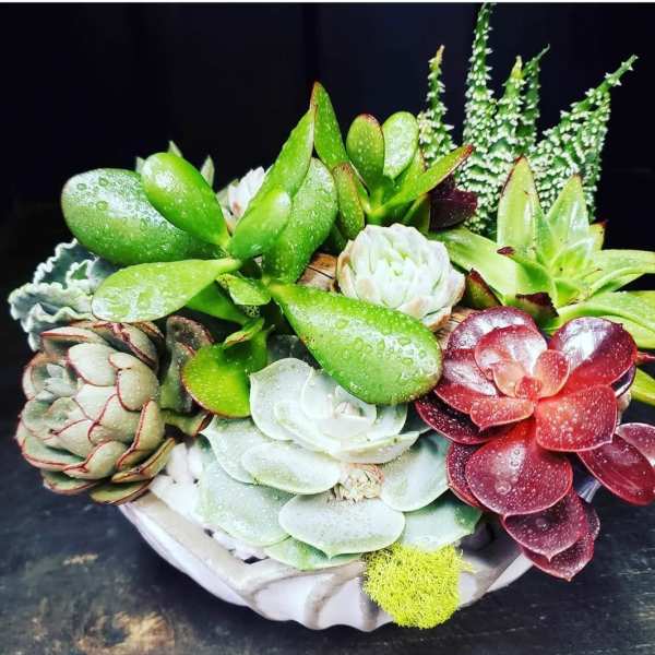 Arrangement of assorted succulents in a shallow white container