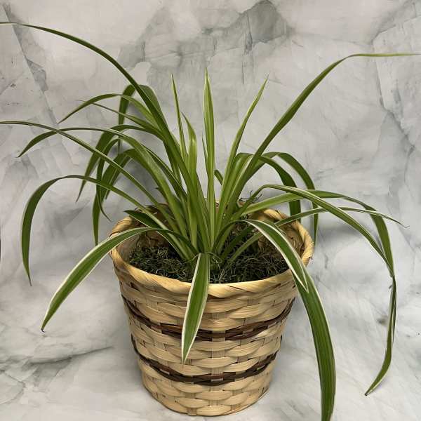 Potted spider plant in a woven basket planter