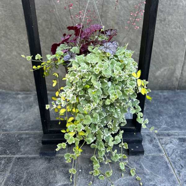 Hanging planter with trailing variegated foliage and pink stems in a black frame