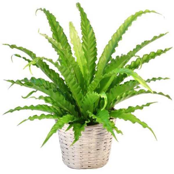 Potted green fern in a woven basket planter