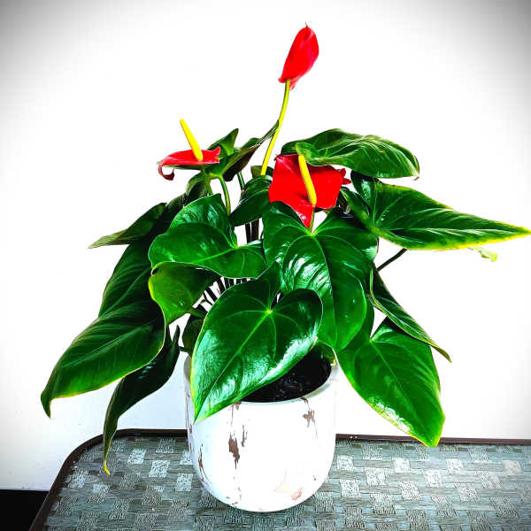 Potted anthurium plant with red blooms in a white ceramic pot