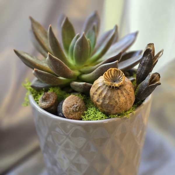 Succulent in a textured silver pot with dried seed pods and moss