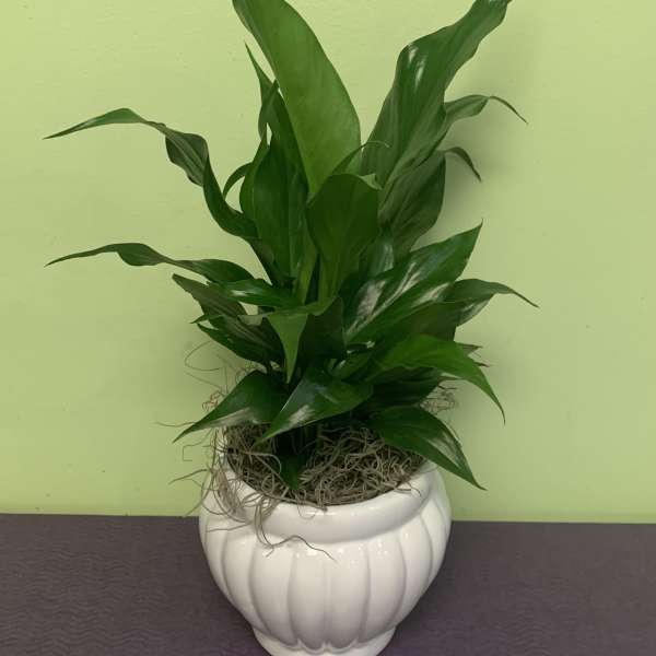 Potted green plant in a white ceramic planter