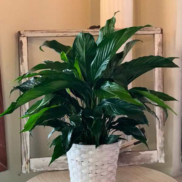 Potted green houseplant in a white woven basket planter