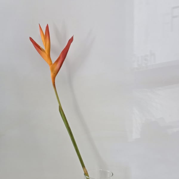 Single orange and red tropical flower in a clear glass vase