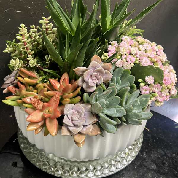 Succulent arrangement in a white ribbed planter with pink blooms