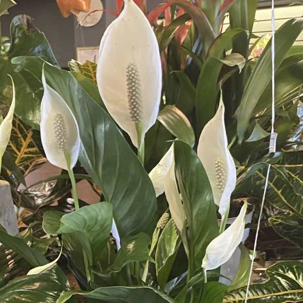 Potted peace lily plant with white blooms and glossy green leaves