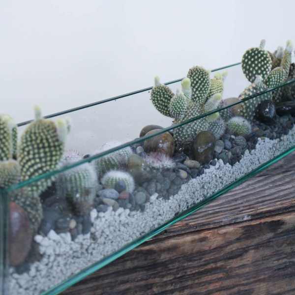 Glass terrarium with small cacti and pebbles on a wooden surface