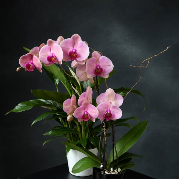 Pink Moon Orchid