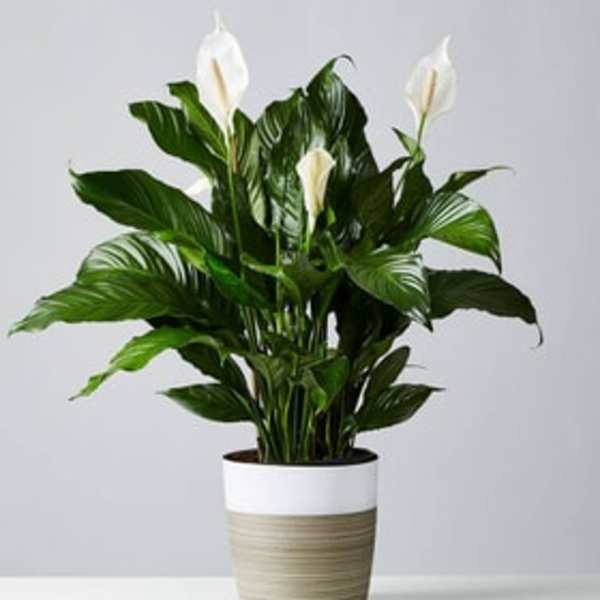 Large Peace Lily Plant