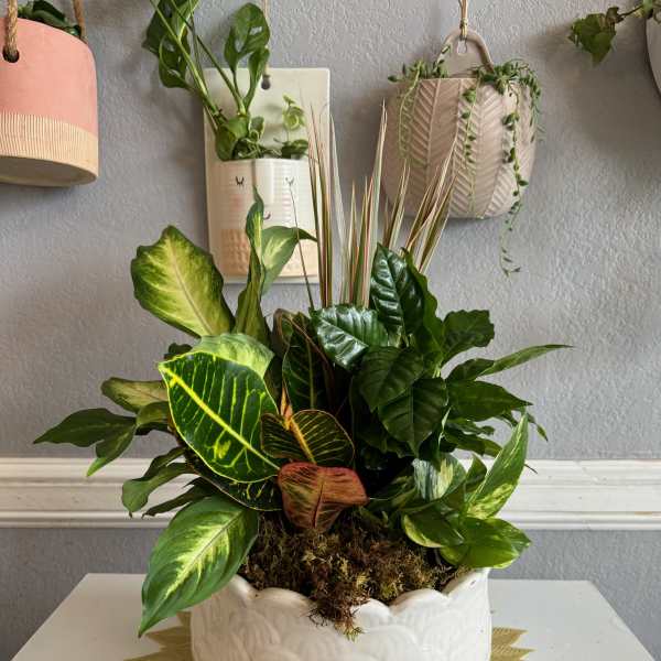 Mixed potted tropical plants in a white ceramic bowl planter