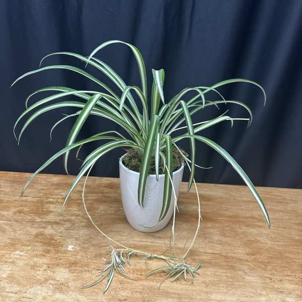 Potted spider plant in a white ceramic pot on a wooden surface