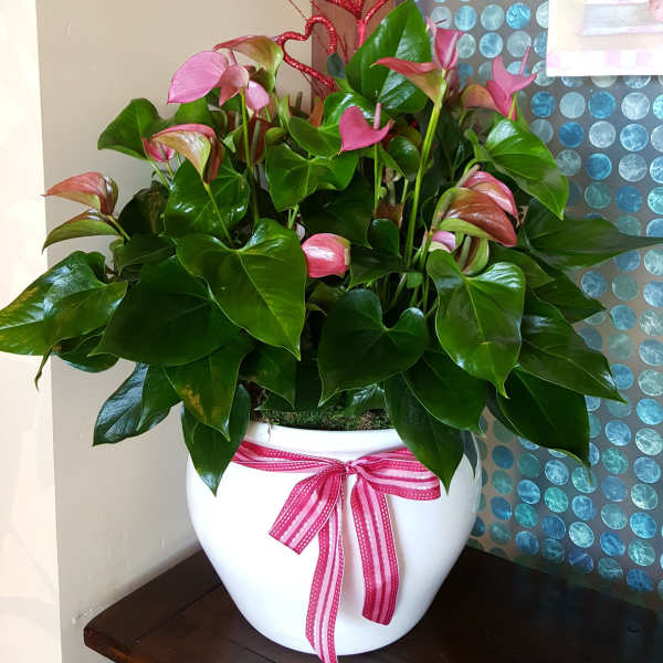 Large Anthurium plant