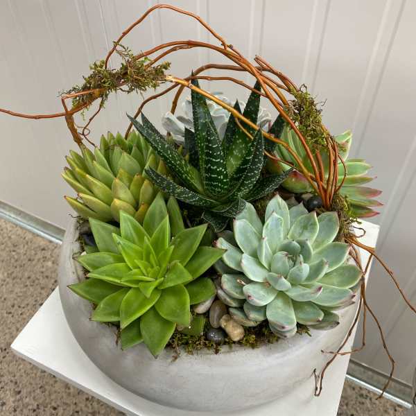 Medium Succulent Dish Garden