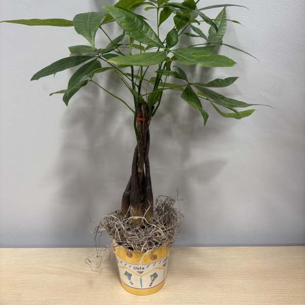 Potted money tree plant with braided trunk and green leaves
