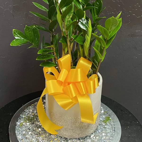 ZZ Plant (Zamioculcas zamiifolia)