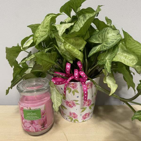 Rosy Planter & Candle