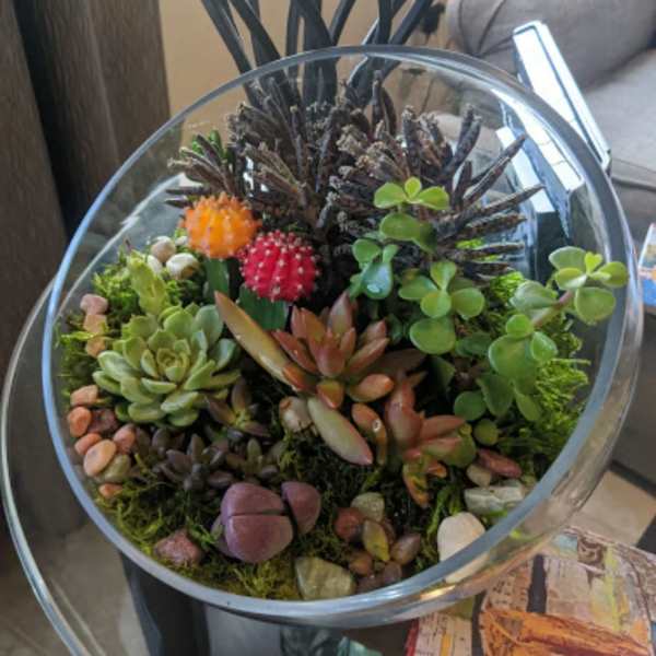 Glass bowl terrarium with assorted succulents and small cactus plants