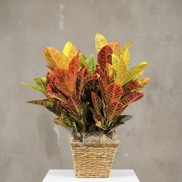 Large Croton in Select container (containers can vary)