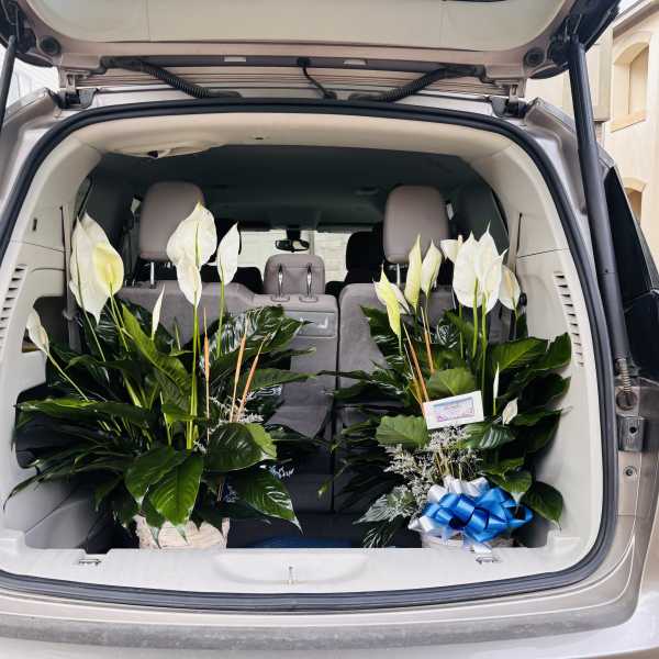 Peace Lily Sympathy Plant Delivery