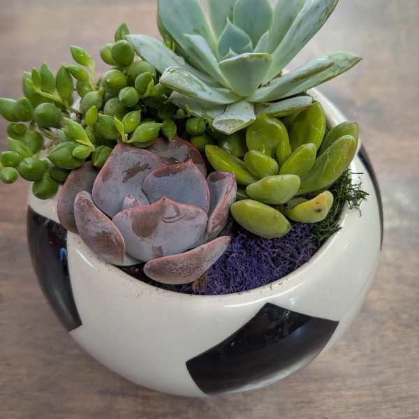 Succulent for any occasion