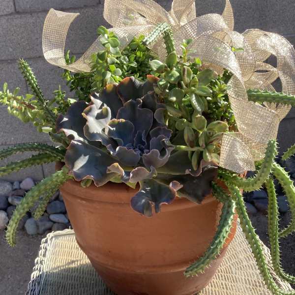 Potted succulent arrangement with a decorative ribbon bow