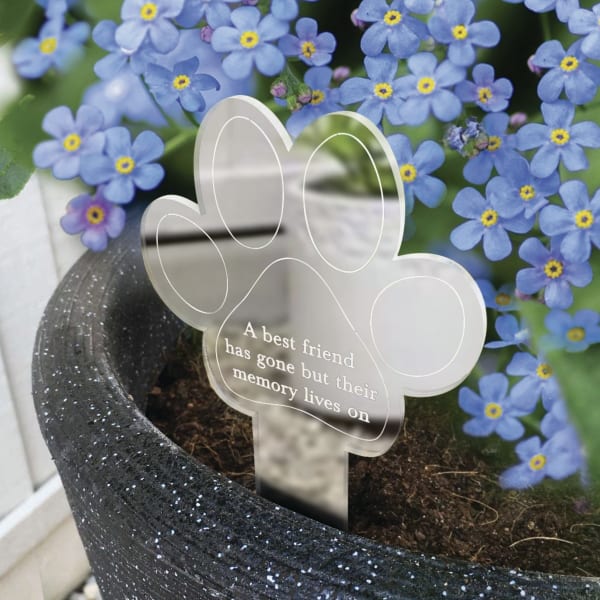 Blue forget-me-not flowers in a black pot with a paw-print memorial marker