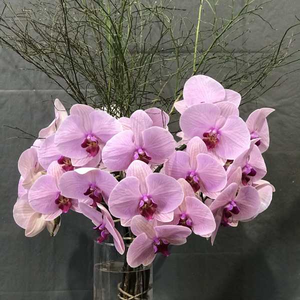Pink orchids arranged in a tall glass vase with decorative stones