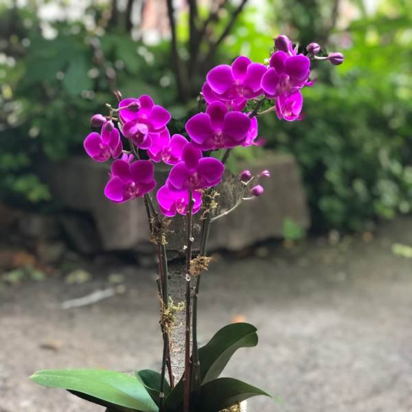Potted purple orchid arrangement in a rustic bark container