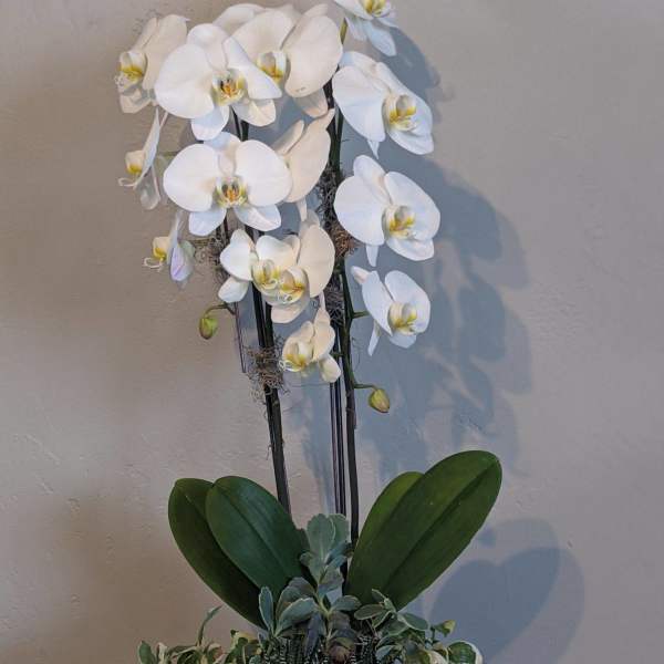 White orchid arrangement in a white planter with trailing succulents