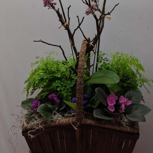 Wild orchids with plants