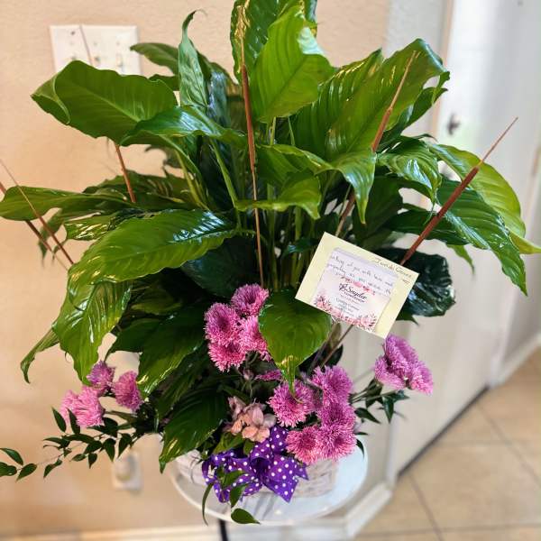 Potted peace lily with pink flowers and a purple ribbon