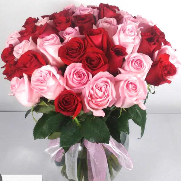 Blushing Romance Roses