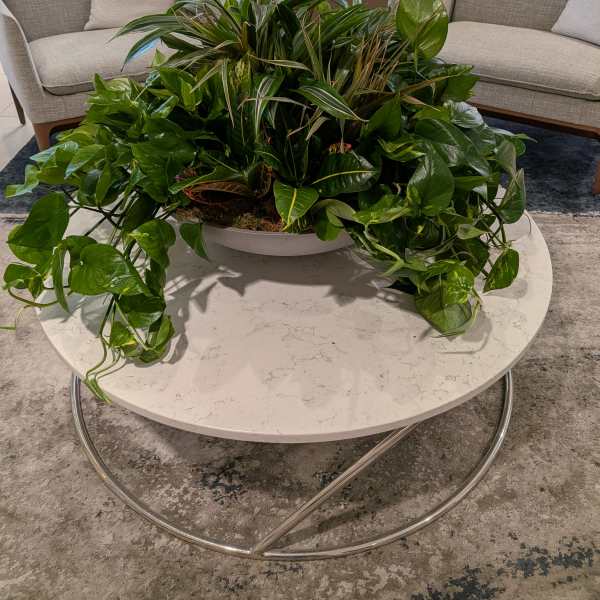 Plants in display