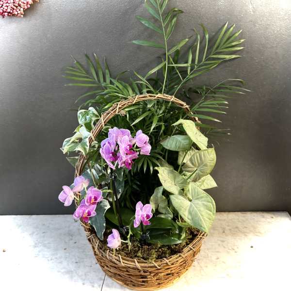 Basket planter with pink orchids and assorted green houseplants