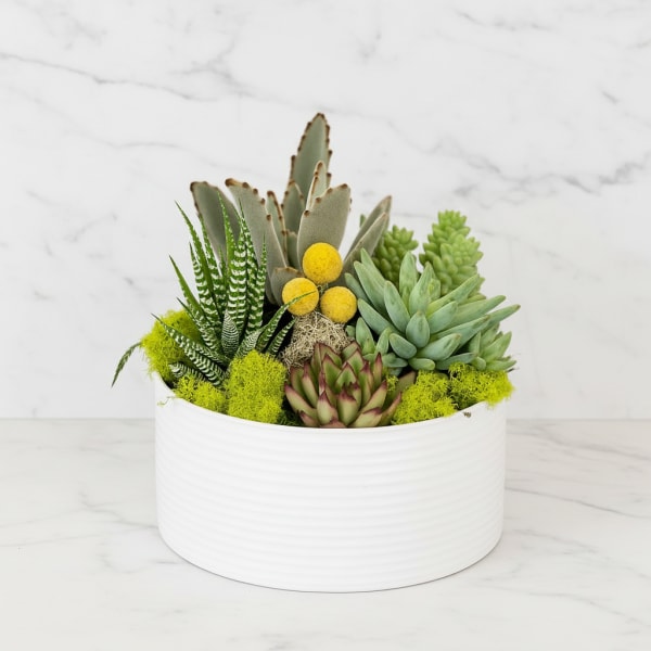 Modern Succulents