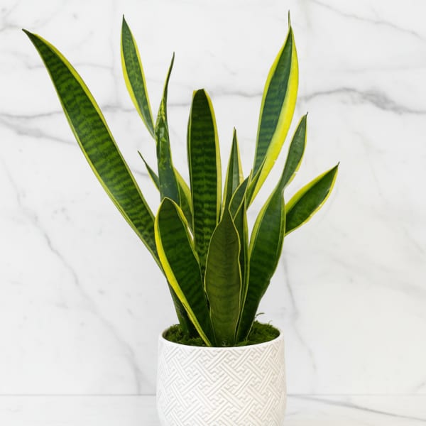 Snake plant
