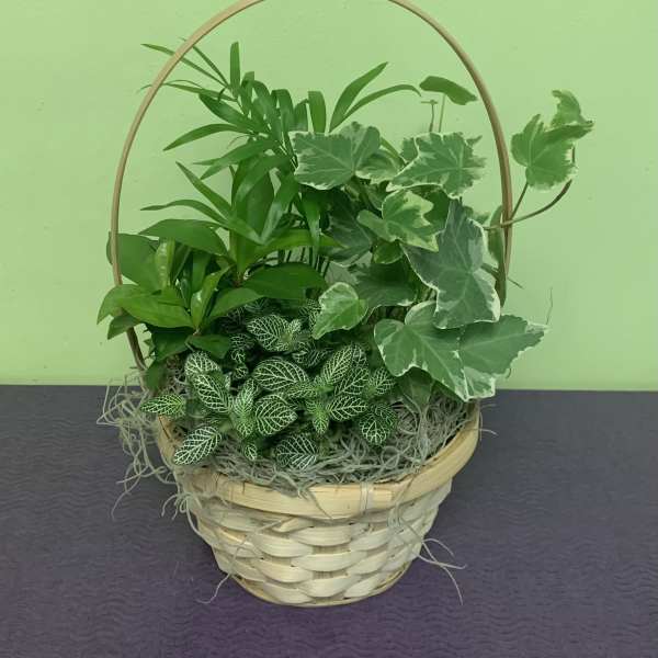 Basket of assorted green houseplants with a curved handle