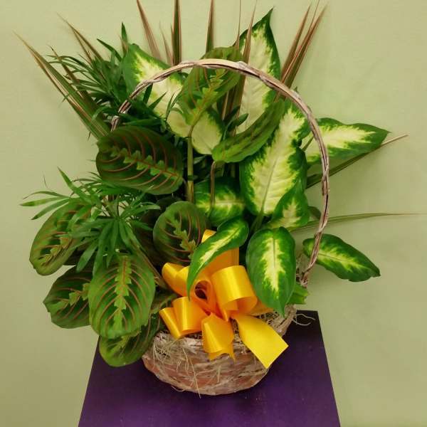 Basket arrangement of assorted green foliage with a yellow ribbon