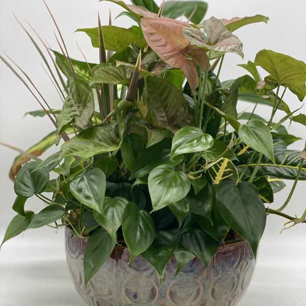 Mixed potted houseplants in a decorative ceramic bowl