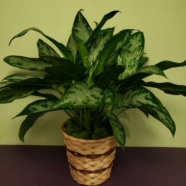 Potted green houseplant with variegated leaves in a woven basket