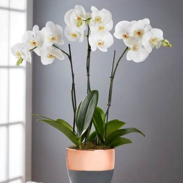 Serenity Orchid Planet