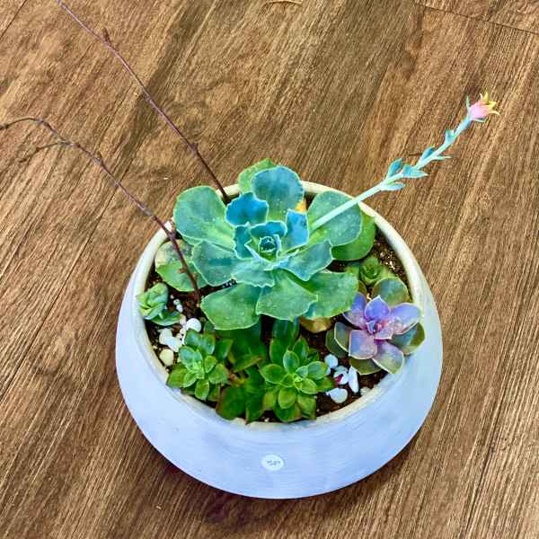Small succulent arrangement in a white bowl planter