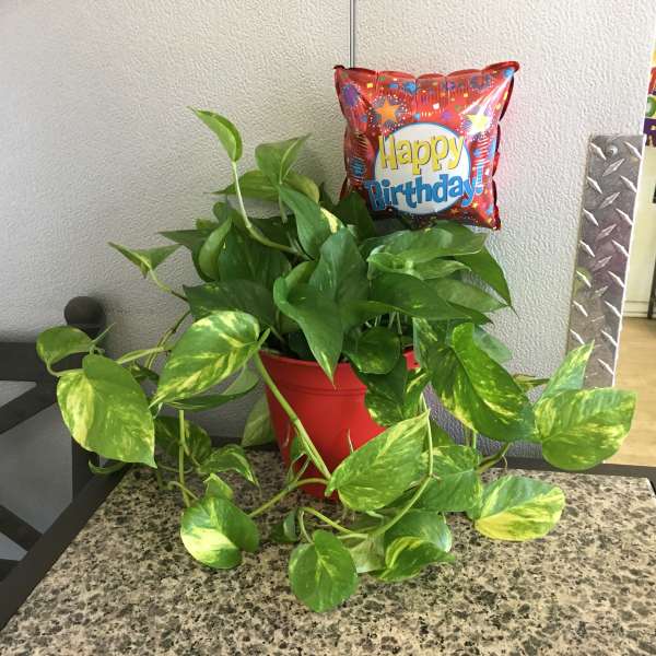 Potted green houseplant with a birthday balloon