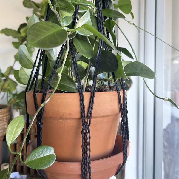 Trailing green houseplant in a terracotta hanging pot